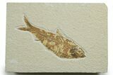 Bargain, Fossil Fish (Knightia) - Wyoming #349627-1